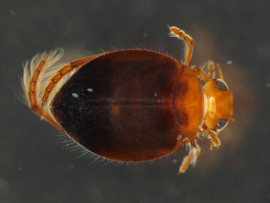 Hyphydrus ovatus